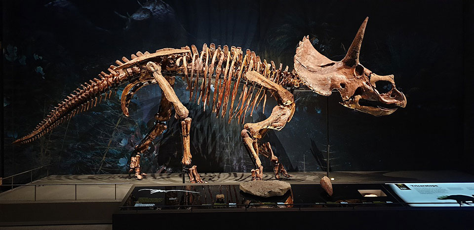 Informazioni Sul Triceratopo